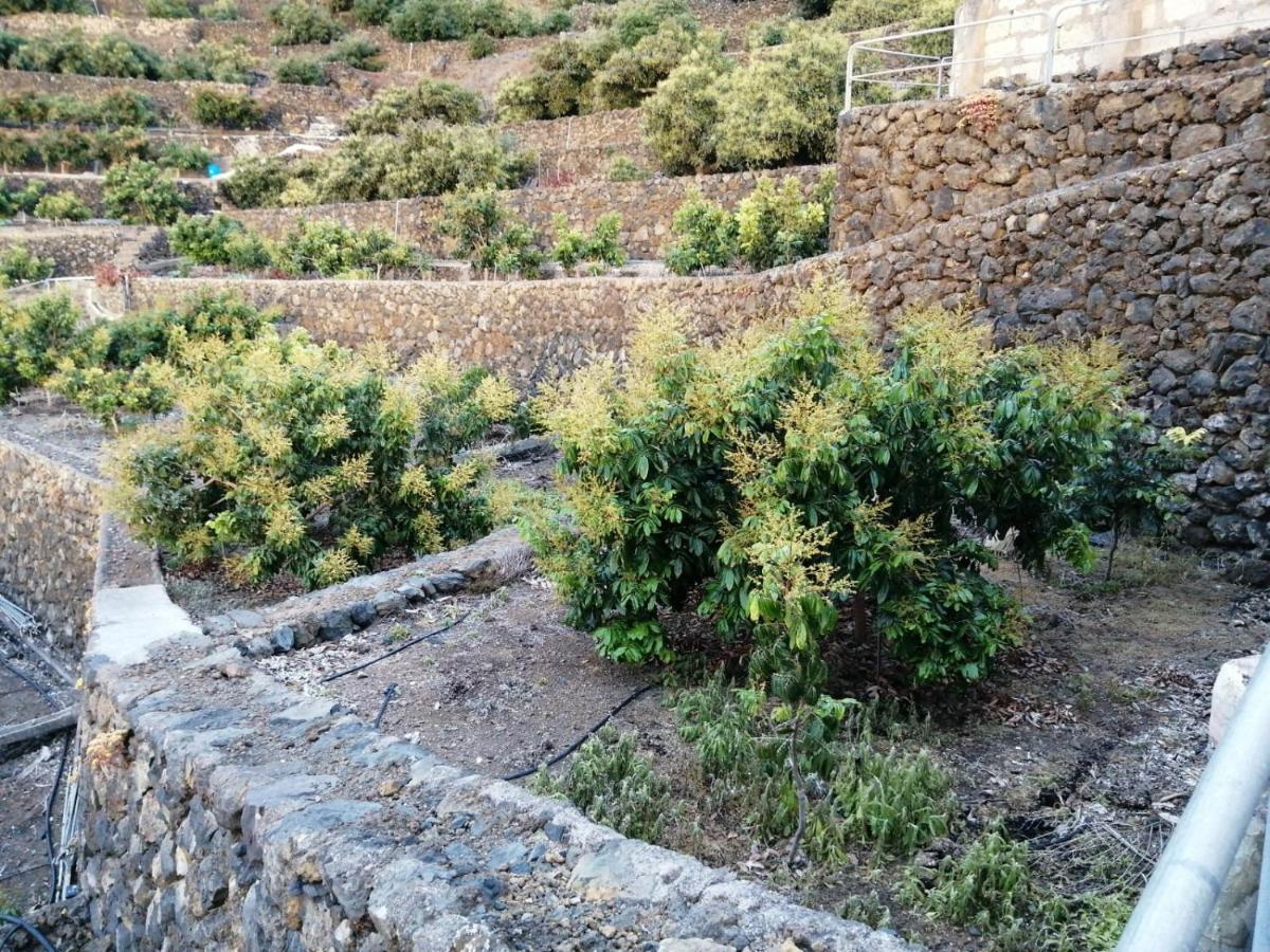 Independent House In Rural Setting Apartment La Orotava Bagian luar foto